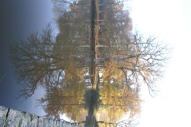 Reflet d'arbres sur l'eau